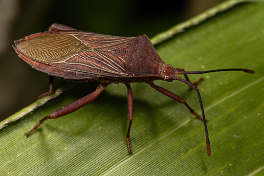 Adult Leaf-footed Bug