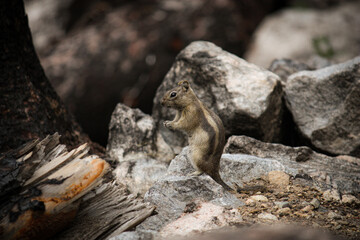 Fototapeta premium Chipmunk on a rock
