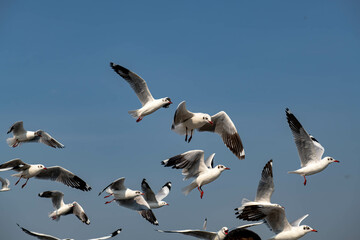 Seagulls flying in the blue sky, chasing after food to eat at Bangpu, Thailand.