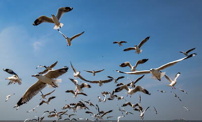 Seagulls flying in the blue sky, chasing after food to eat at Bangpu, Thailand.