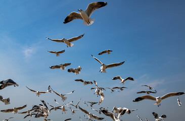 Seagulls flying in the blue sky, chasing after food to eat at Bangpu, Thailand.