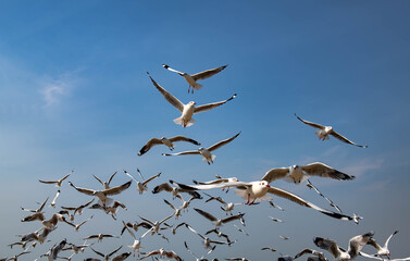 Seagulls flying in the blue sky, chasing after food to eat at Bangpu, Thailand.