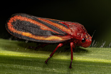 Adult Froghopper Insect