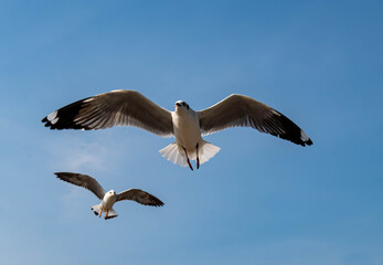 Seagulls flying in the blue sky, chasing after food to eat at Bangpu, Thailand.