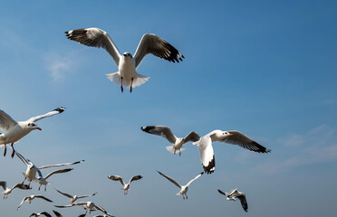 Seagulls flying in the blue sky, chasing after food to eat at Bangpu, Thailand.