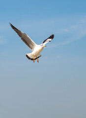 Seagulls flying in the blue sky, chasing after food to eat at Bangpu, Thailand.