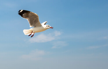 Seagulls flying in the blue sky, chasing after food to eat at Bangpu, Thailand.