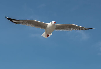Obraz premium Seagulls flying in the beautiful blue sky
