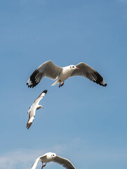 Seagulls flying in the beautiful blue sky