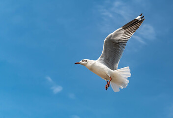 Seagulls flying in the beautiful blue sky