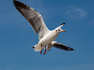 Seagulls flying in the beautiful blue sky