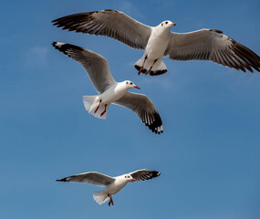 Fototapeta premium Seagulls flying in the beautiful blue sky