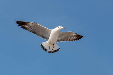 Seagulls flying in the beautiful blue sky
