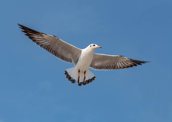 Seagulls flying in the beautiful blue sky