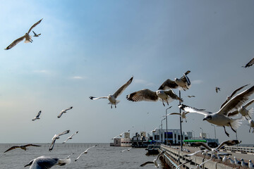 Seagulls flying in the beautiful blue sky