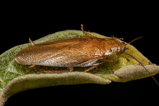 Adult Wood Cockroach
