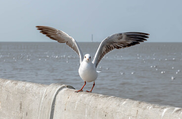 Seagulls flying in the beautiful blue sky