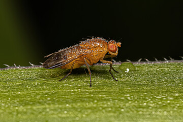 Adult Acalyptrate Fly