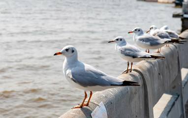 Seagulls flying in the beautiful blue sky