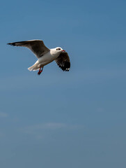 Seagulls flying in the beautiful blue sky