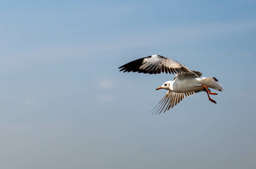 Fototapeta na wymiar Seagulls flying in the beautiful blue sky