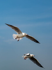 Obraz premium Seagulls flying in the beautiful blue sky