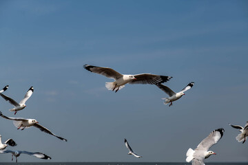 Seagulls flying in the beautiful blue sky