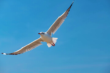 Seagulls flying in the beautiful blue sky