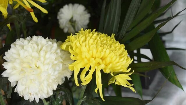 Flor Chrysanthemum morifolium Ramat o crisantemo amarillo y blanco en un altar 

