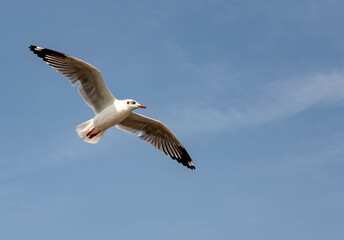 Seagulls flying in the blue sky, chasing after food to eat at Bangpu, Thailand.