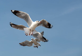 Seagulls flying in the blue sky, chasing after food to eat at Bangpu, Thailand.