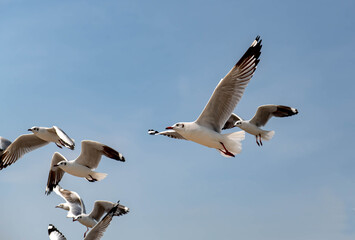 Seagulls flying in the blue sky, chasing after food to eat at Bangpu, Thailand.