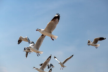 Seagulls flying in the blue sky, chasing after food to eat at Bangpu, Thailand.