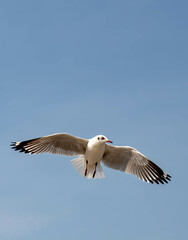 Seagulls flying in the blue sky, chasing after food to eat at Bangpu, Thailand.