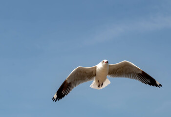 Seagulls flying in the blue sky, chasing after food to eat at Bangpu, Thailand.