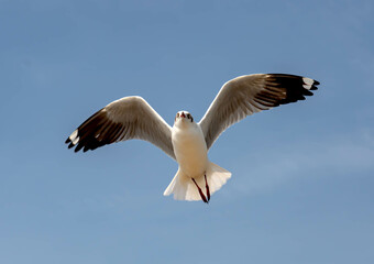 Seagulls flying in the blue sky, chasing after food to eat at Bangpu, Thailand.