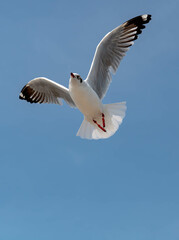 Seagulls flying in the blue sky, chasing after food to eat at Bangpu, Thailand.