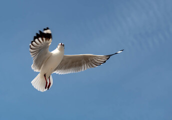 Seagulls flying in the blue sky, chasing after food to eat at Bangpu, Thailand.
