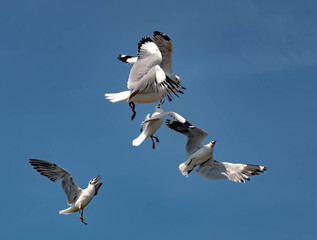 Seagulls flying in the blue sky, chasing after food to eat at Bangpu, Thailand.