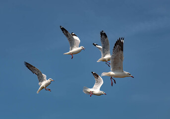 Seagulls flying in the blue sky, chasing after food to eat at Bangpu, Thailand.
