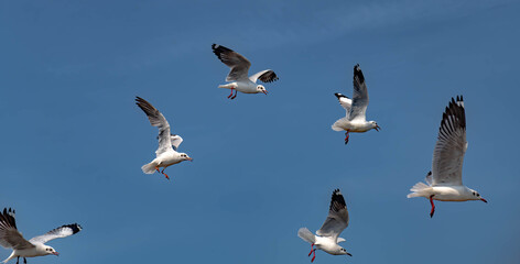 Seagulls flying in the blue sky, chasing after food to eat at Bangpu, Thailand.