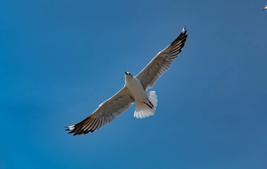 Seagulls flying in the blue sky, chasing after food to eat at Bangpu, Thailand.
