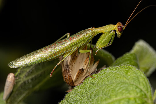 Adult Male Acontistid Mantis