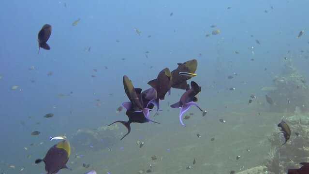 A small flock of Red-Toothed Triggerfish swims in the water column. Cleaner Wrasse cleans Triggerfish.