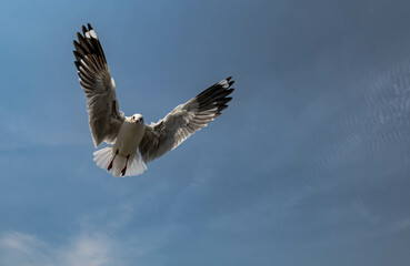 Obraz premium Seagulls flying in the blue sky, chasing after food to eat at Bangpu, Thailand.