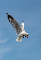 Seagulls flying in the blue sky, chasing after food to eat at Bangpu, Thailand.