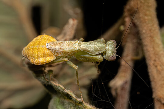 Adult Female Acontistid Mantis