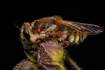Adult Bee Killer Robber Fly