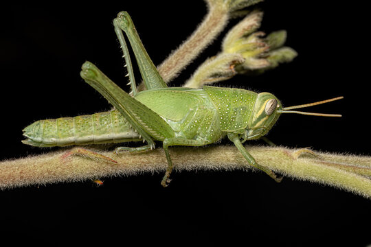 Bird Grasshopper Nymph