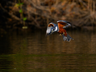 Ringed Kingfisher in flight, diving for the fish